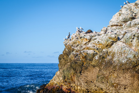 Sea lions on a rock in Kaikoura Bay, New Zealandの写真素材