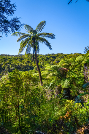 Abel Tasman Coast Track in national park. New Zealandの写真素材