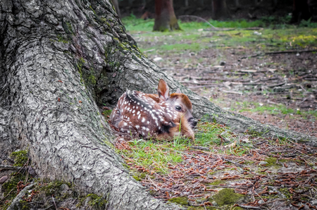 New born Sika fawn deer in Nara Park forest, Japanの写真素材
