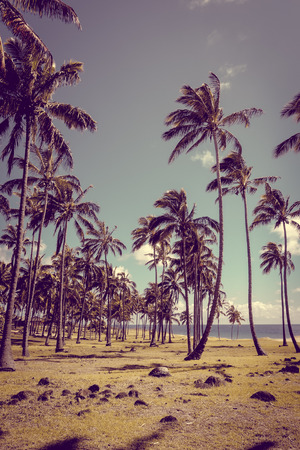 Palm trees on Anakena beach, easter island, Chileの写真素材