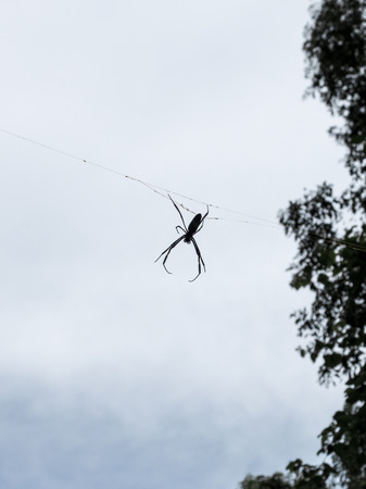 Spider in iguazu falls rain forest, argentinaの写真素材