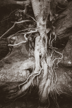 Old roots on a rock close-up viewの写真素材