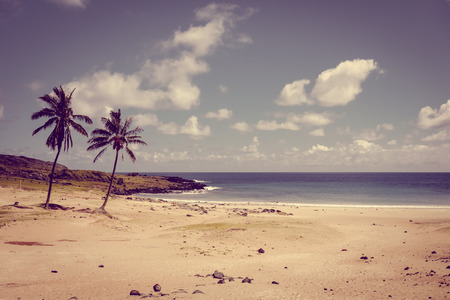 Palm trees on Anakena beach, easter island, Chileの写真素材