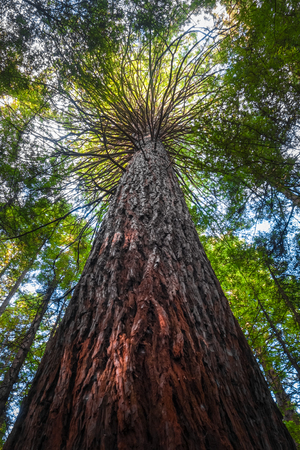 Giant Sequoia and ferns in Whakarewarewa redwood forest, Rotorua, New Zealandの写真素材