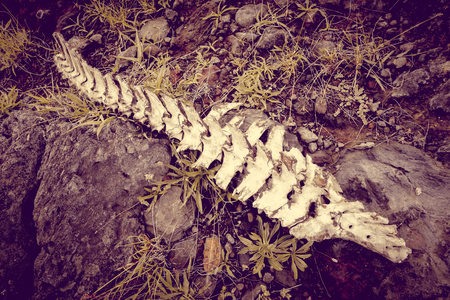 Horse skeleton on easter island, pacific ocean, Chileの写真素材