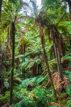 Giant ferns in Whakarewarewa redwood forest, Rotorua, New Zealandの写真素材