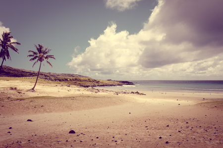 Palm trees on Anakena beach, easter island, Chileの写真素材