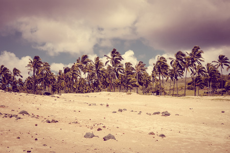 Palm trees on Anakena beach, easter island, Chileの写真素材