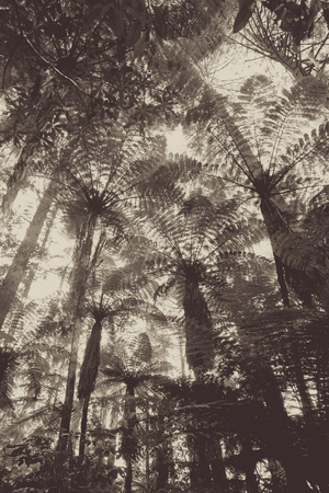 Giant Sequoia and ferns in Whakarewarewa redwood forest, Rotorua, New Zealand