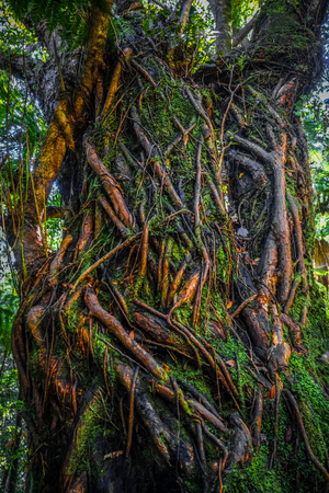 Roots and ferns in New Zealand rain forestの写真素材
