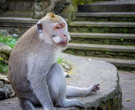Monkey in the sacred Monkey Forest, Ubud, Bali, Indonesia