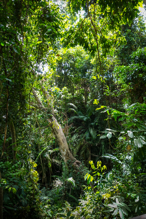 Jungle landscape in the sacred Monkey Forest, Ubud, Bali, Indonesia