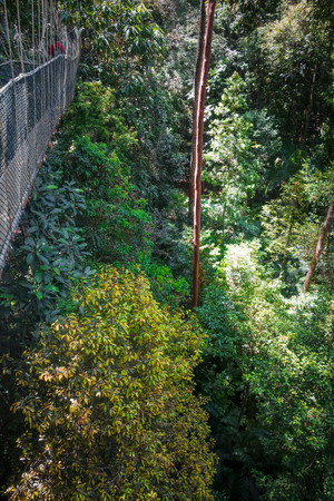 Suspension bridge in Taman Negara national park, Malaysia