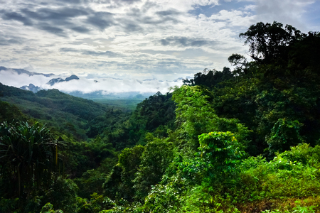 Khao Sok National Park jungle landscape, Thailandの写真素材