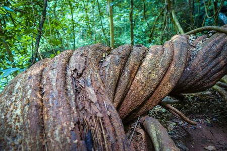 Giant roots in jungle, Khao Sok National Park, Thailandの写真素材