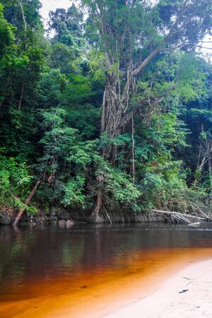 River in Jungle rainforest. Taman Negara national park, Malaysiaの写真素材