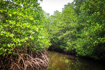 Mangrove swamp in Nusa Lembongan island, Bali, Indonesiaの写真素材