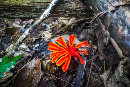 Red flower in Taman Negara national park, Malaysiaの写真素材