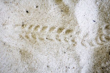Turtle baby footprints on a tropical beach, Perhentian Islands, Malaysiaの写真素材