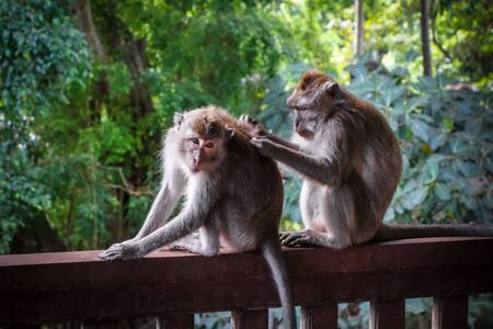 Monkeys in the sacred Monkey Forest, Ubud, Bali, Indonesia