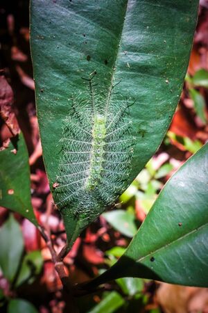 Common Baron Caterpillar in Taman Negara national park, Malaysiaの写真素材