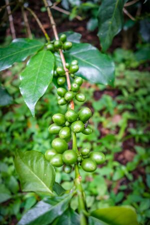 Coffee bean and plant close-up view, Chiang Mai, Thailandの写真素材