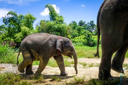 Mother and Baby elephant in protected park, Chiang Mai, Thailand, Asiaの写真素材