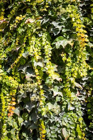 Green ivy background texture on a wallの写真素材