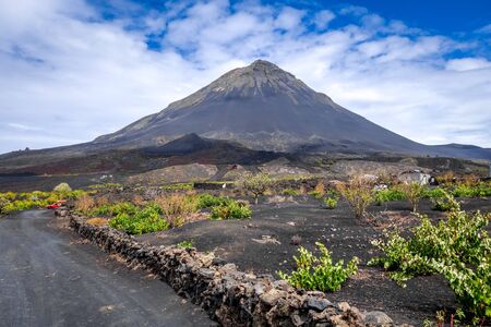 Pico do Fogo and vine growing in Cha das Caldeiras, Cape Verdeの写真素材