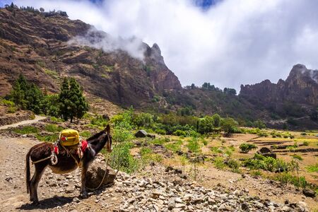 Donkey in Cova de Paul votano crater in Santo Antao island, Cape Verde, Africaの写真素材