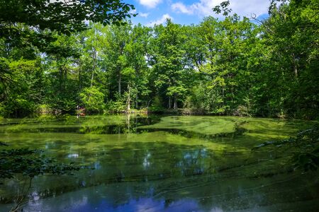 Fontainebleau green forest landscape near Paris, Franceの写真素材