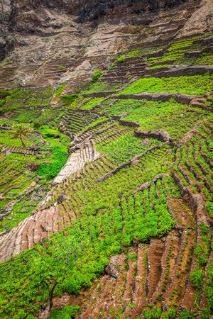 Terrace fields in Santo Antao island, Cape Verde, Africaの写真素材
