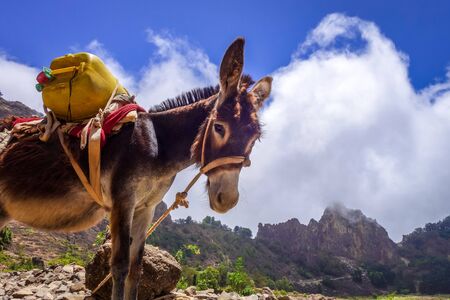 Donkey in Cova de Paul votano crater in Santo Antao island, Cape Verde, Africaの写真素材