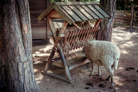 Group of sheep in a traditional farmの写真素材