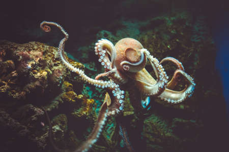 Octopus vulgaris close-up view in the oceanの写真素材