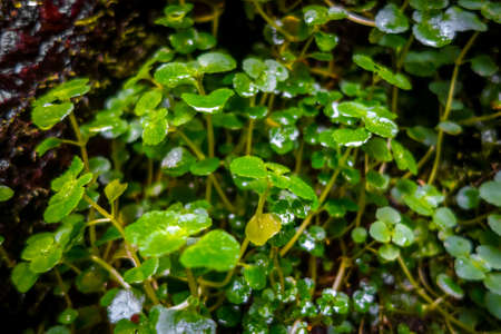 Watercress plant close-up view. Macro photography backgroundの写真素材