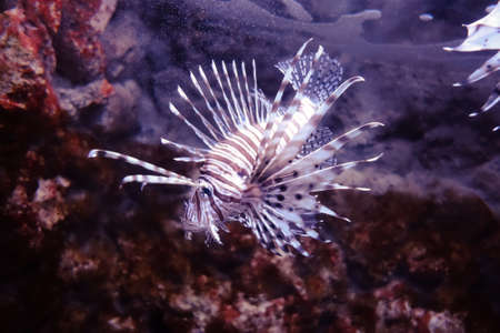 Red lionfish close-up view in the oceanの写真素材