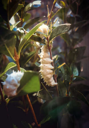 White tropical butterfly caterpillar on a tree branch. Macro photographyの写真素材