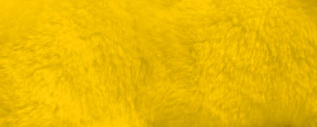 Yellow fur background close up view. Banner wallpaperの写真素材