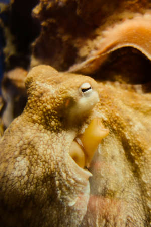Octopus vulgaris close-up view in the ocean