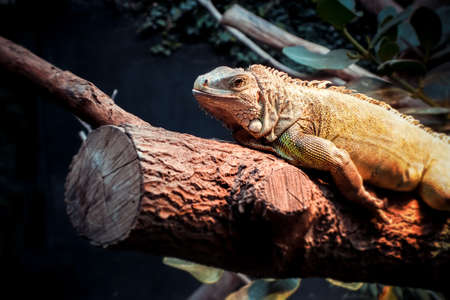 Green Iguana on a tree trunk in tropical forest