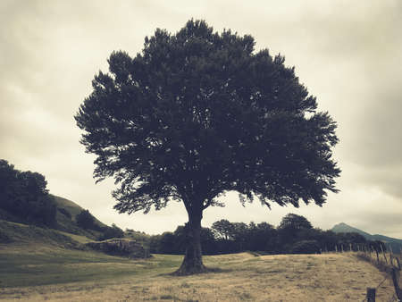 One single tree in a field. Vintage colored photographyの写真素材