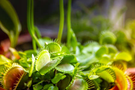 Venus flytrap carnivorous plant. Dionaea Muscipula close-up viewの写真素材