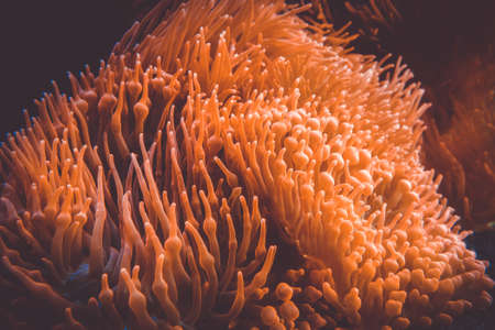Sea anemone close-up view in ocean. Heteractis magnificaの写真素材