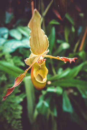 Closeup view of a phragmipedium grande orchid