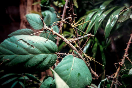 Stick insect - Phasmatodea -  on a tree branch in tropical forestの写真素材