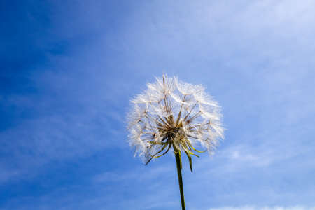 Dandelion flower close up silhouette over a blue skyの写真素材
