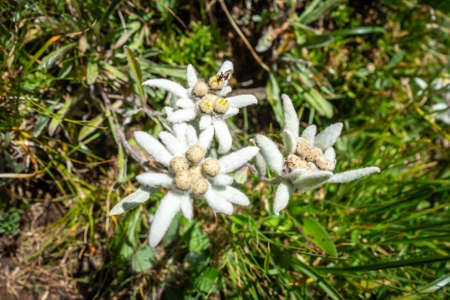 Edelweiss flowers close up view in Vanoise national Park, Franceの写真素材