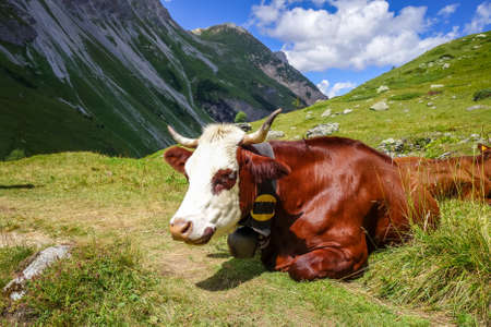 Cows in alpine pasture, Pralognan la Vanoise, French Alpsの写真素材