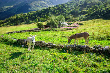 Donkeys in a field, Pralognan la Vanoise, French alpsの写真素材